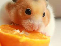 Can Hamsters Eat Citrus Fruits?